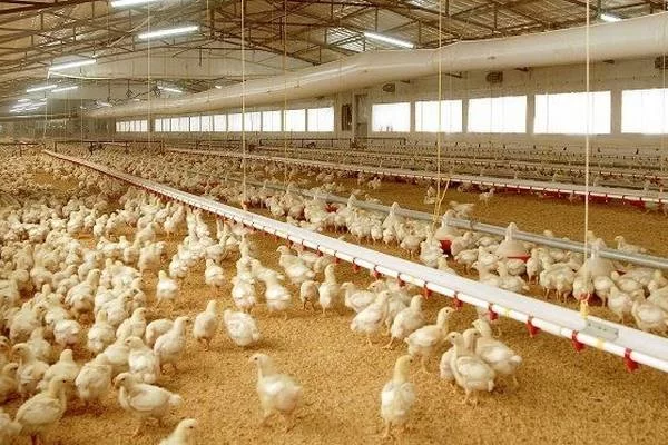 Etlik piliç üretimi için iş planı